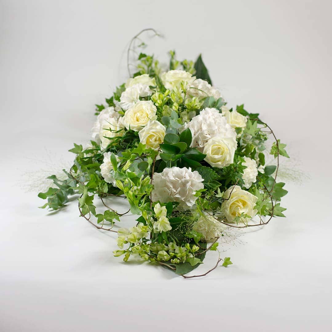Arkkulaite hortensia