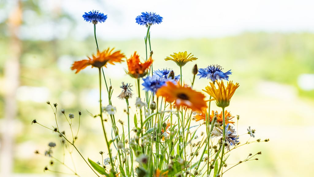 Leikokukkia niityllä.