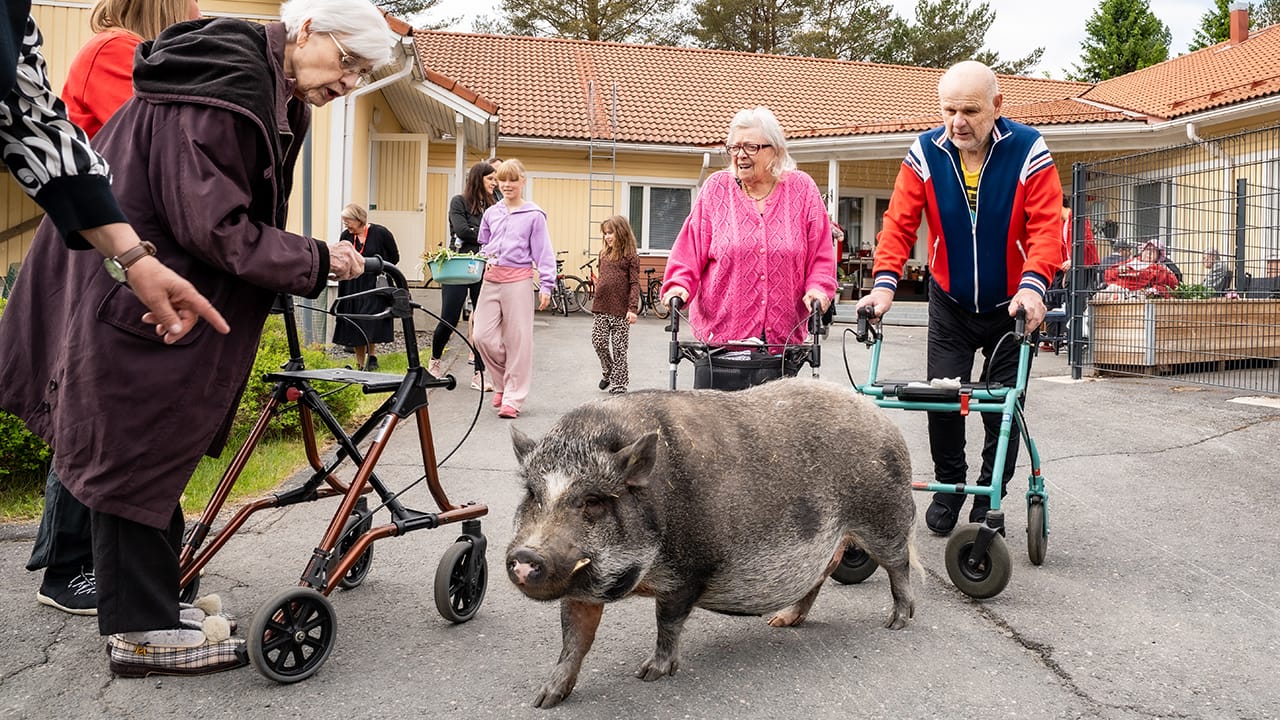 Minisika Talvio hurmasi Villa Fredrikassa