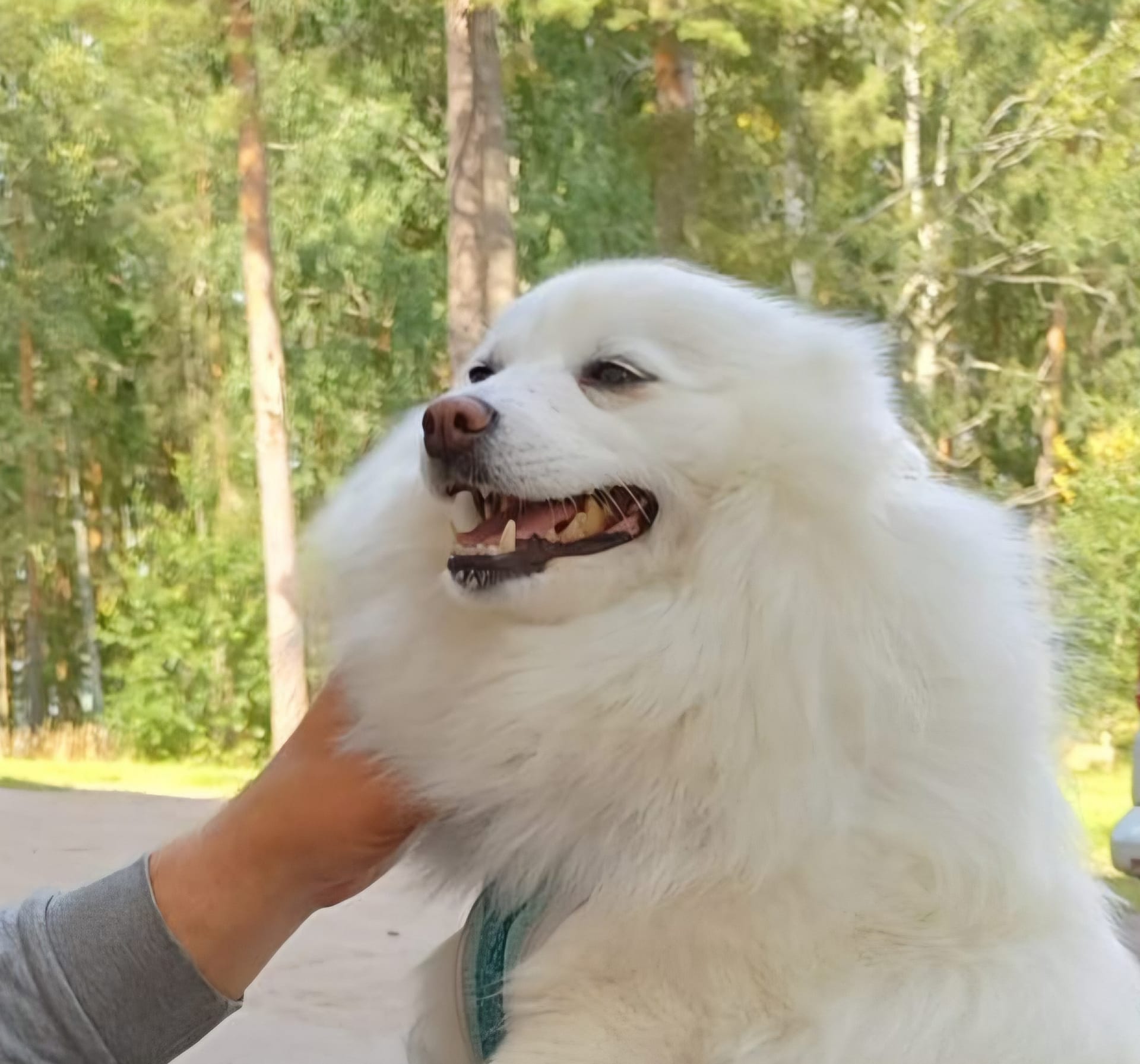 Koirakavereiden vierailu