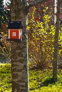 Kuva puusta, jossa on linnunpönttö.
