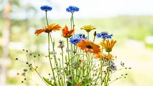 Leikokukkia niityllä.