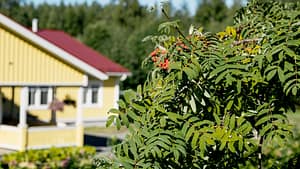 Pihlajanmarjoja Esperi Koti Elmerin pihalla, taustalla keltainen rakennus.