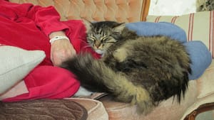 Kissa nukkuu ihmisen sylissä.
