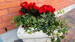 Valkoinen kukkaruukku punaisilla pelargonioilla tiiliseinän vierellä.