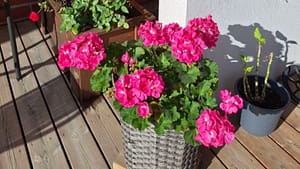 Hoitokodin terassi, jossa kukkasia.