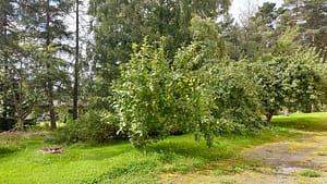 Vehreää pihaa, jonka keskellä on omenapuu