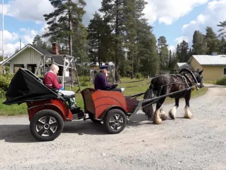 Keltasirkun asukkaat innostuivat hevosajelusta.