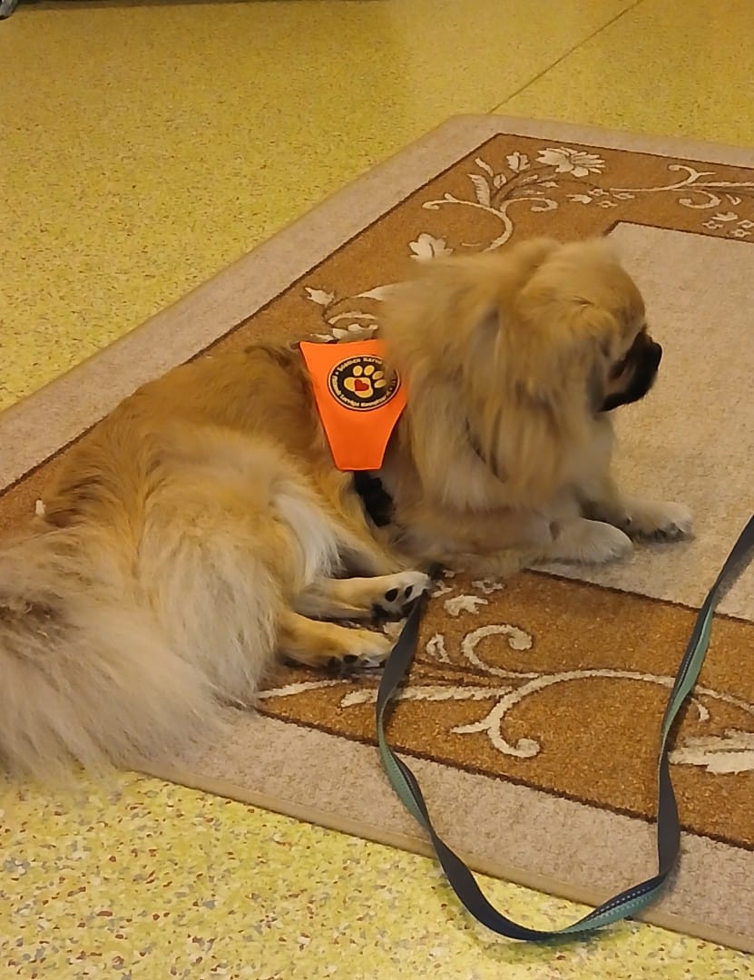 Kaverikoiran käynti