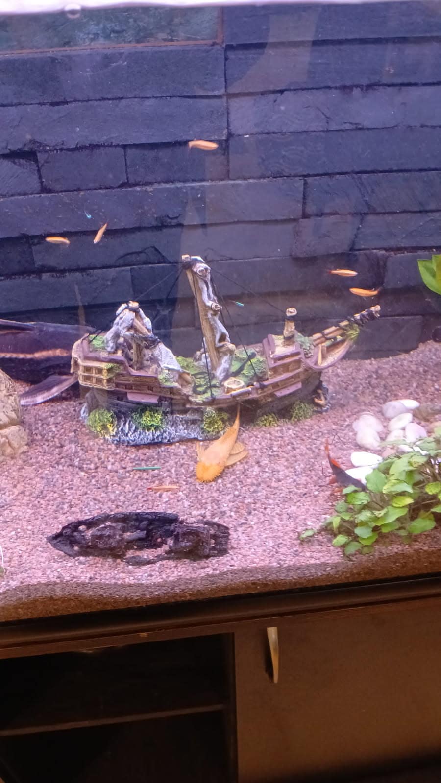 Hankimme Purteen akvaarion kaikkien iloksi