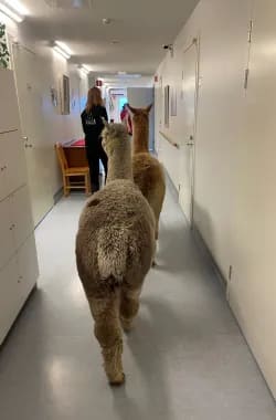 Alpakat halusivat perehtyä yksikköön.