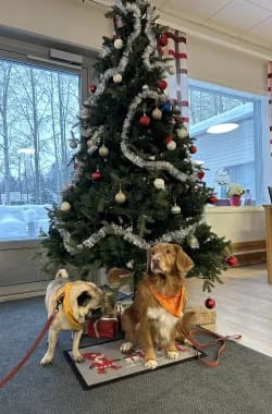 Kaverikoirat Putte ja Tirri poseeraamassa