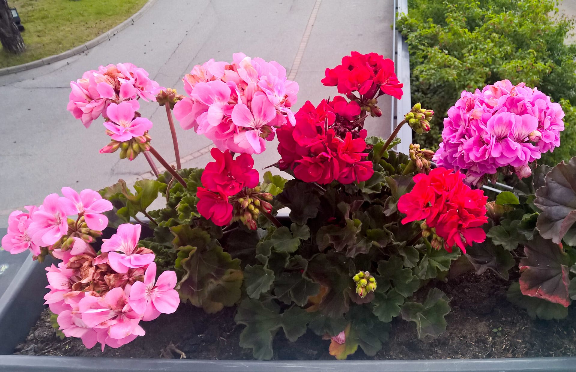 Kukkivia pelargonioita hoivakodin parvekkeella