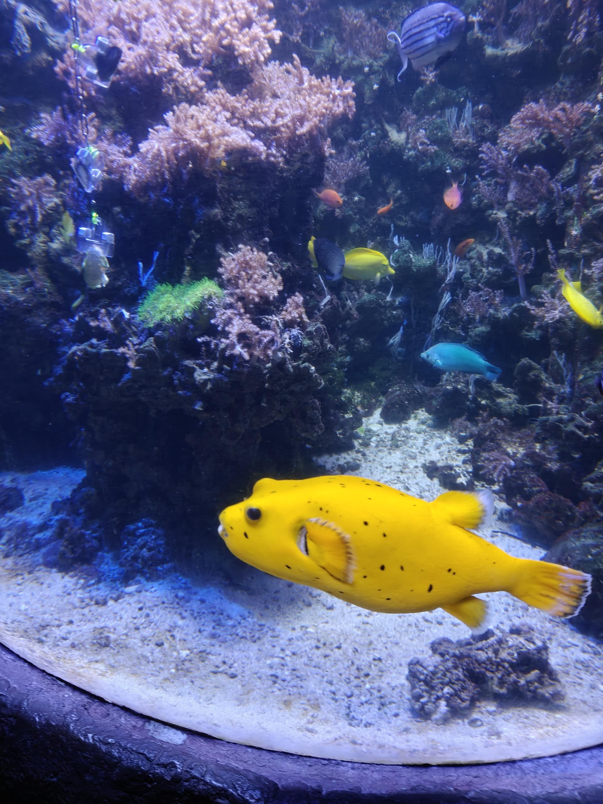 Sea life-retki