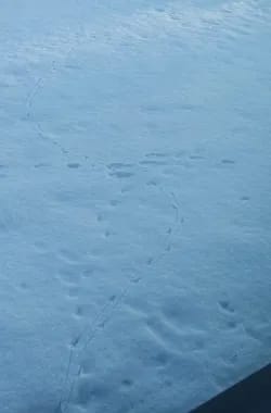 jälkiä
