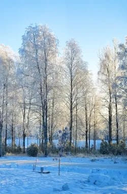 talvimaisema