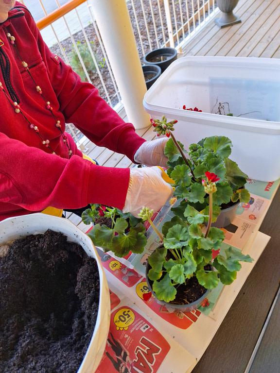 Pelargonia on tuttu kukka monelle ja herättää paljon lämpimiä muistoja.