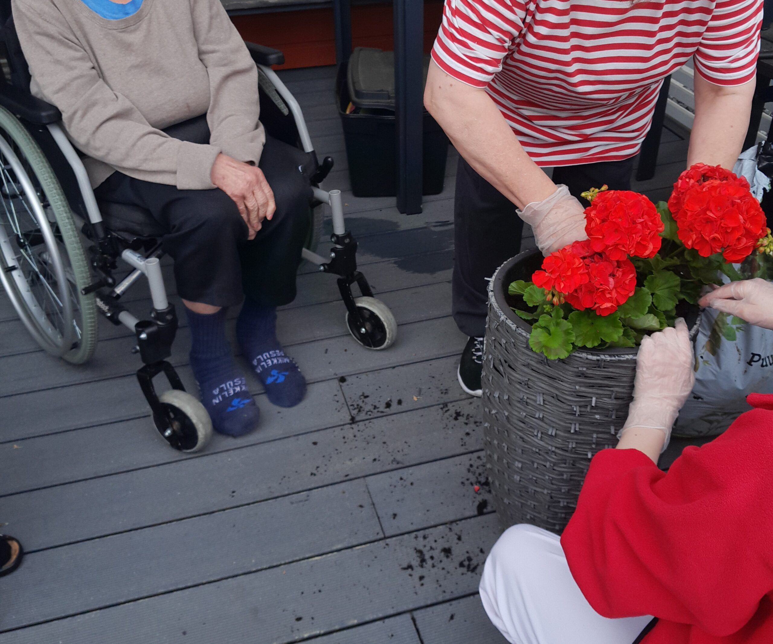 Kesäkukkien istutusta