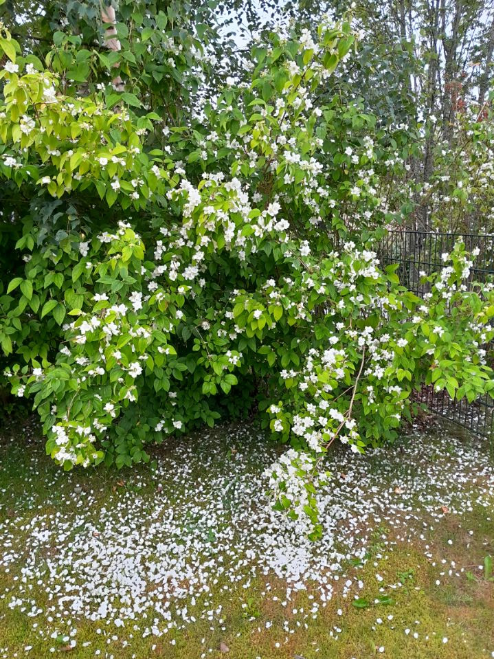 Lunta Jänismäessä???
