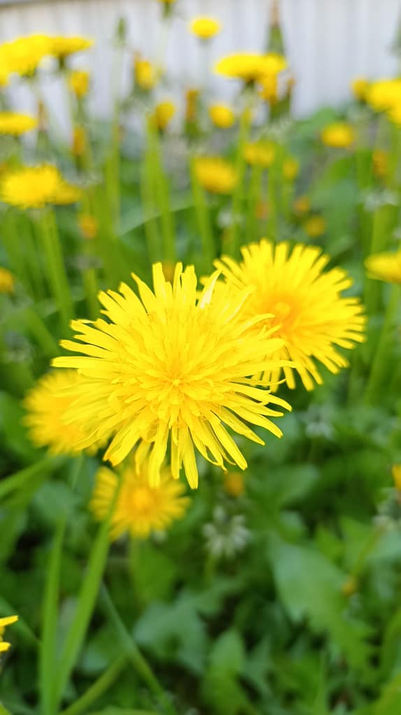 Vivid yellow dandelions in focus, showcasing their bright petals against a natural green backdrop.