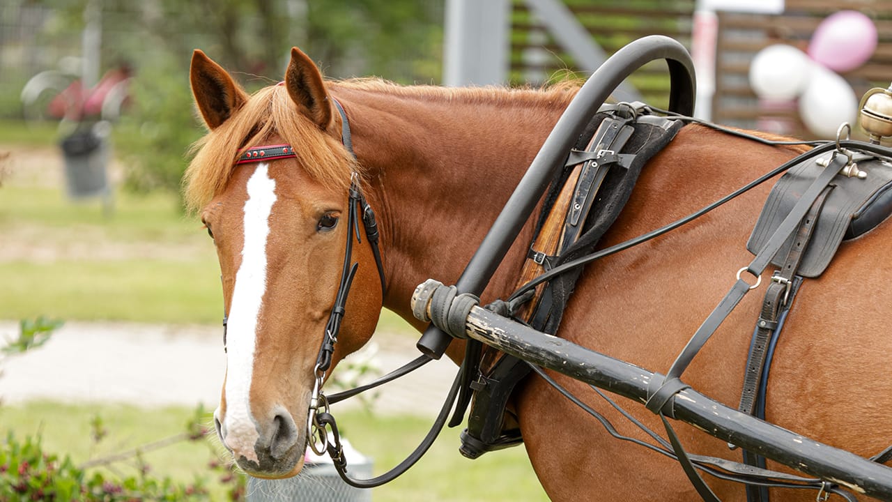 Suomenhevonen Annabellen elojuhlissa Tyrnävällä