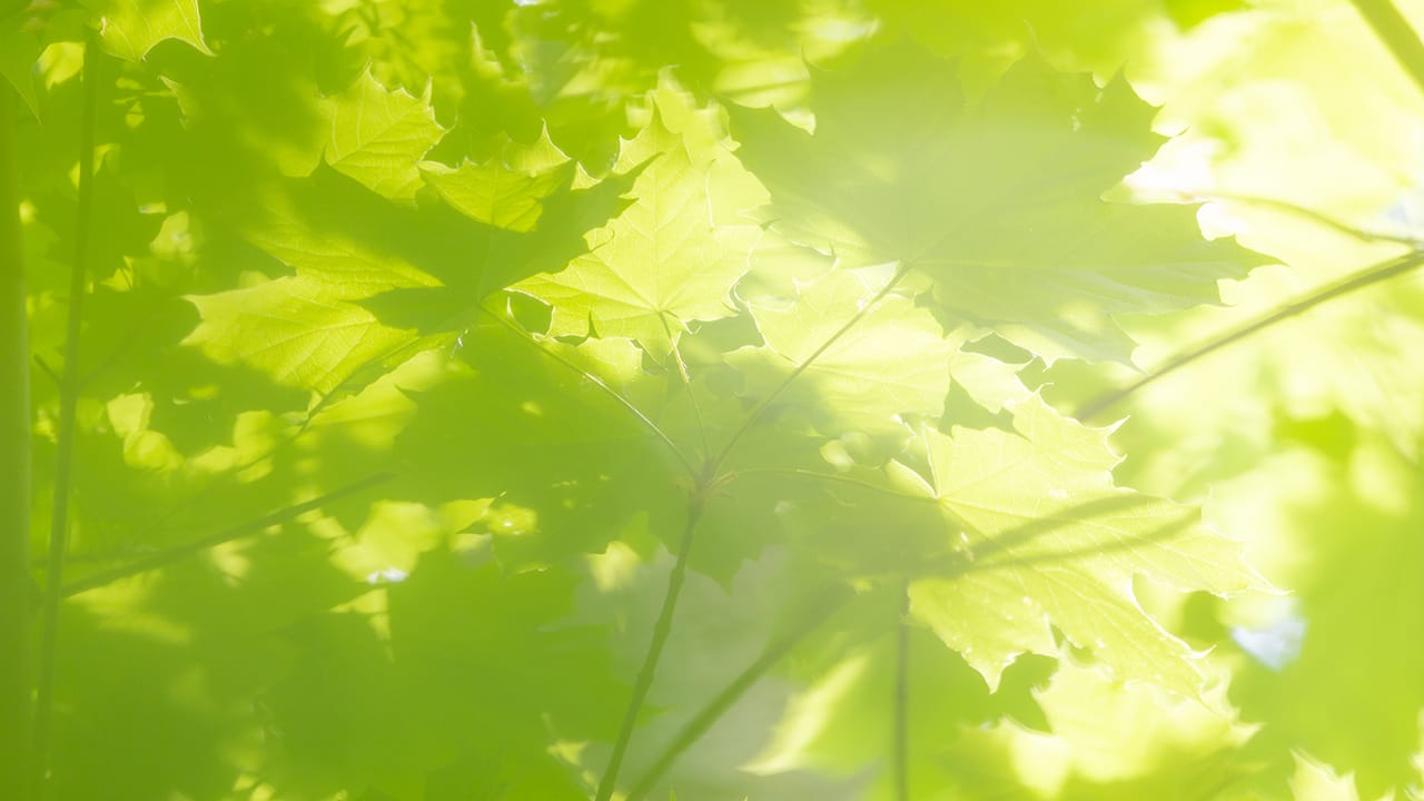 Aurinko siivilöityy vihreiden lehtien läpi