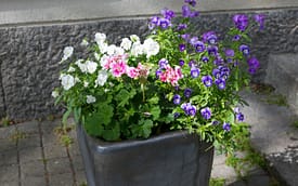 Esperi Hoitokoti Maininki, Vaasa