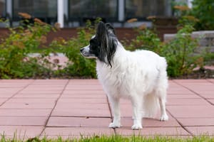 Koira katukivetyksellä.