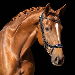 presteq faysport anatomisesti muotoillut suitset hevoselle. Väri musta lakerisella turpahihnalla ja glitteryksityiskohdilla.