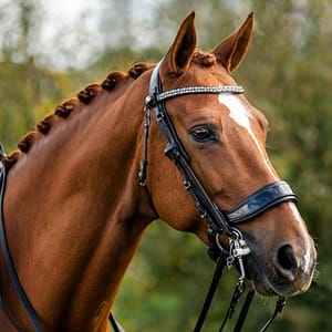 PresTeq kankisuitset hevoselle kauniilla otsapannalla ja lakeriturpaosalla. Väri musta.