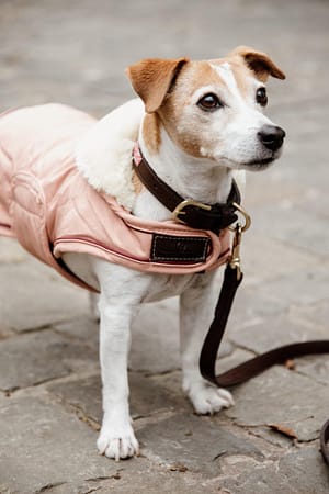 Kentucky Waterproof 160g Koiran Takki