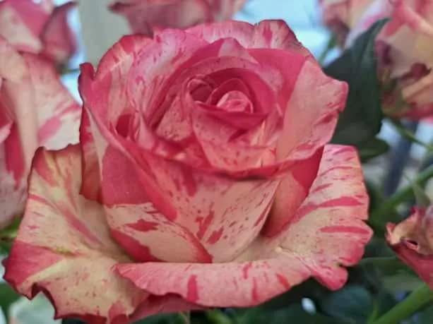 Toimintaa eri muodossa…