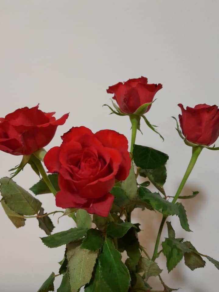 Isänpäivä Jänismäessä