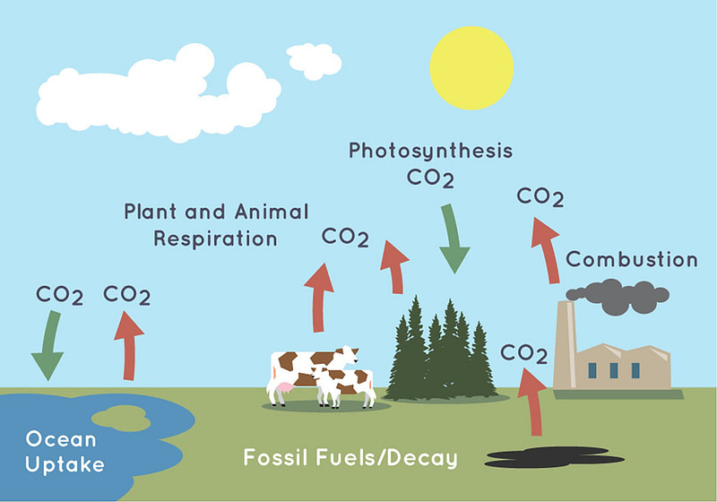 Carbon Cycle