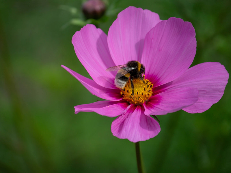Mehiläinen kukassa.