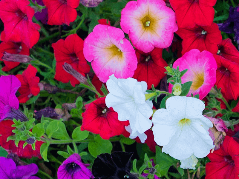 Eri värisiä kukkia.
