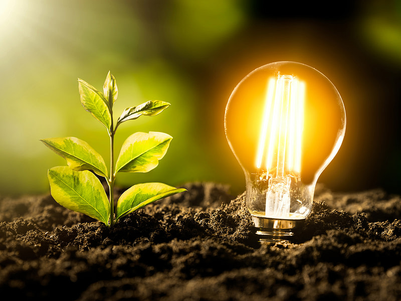 Multamaassa rinnakkain lehtipuun taimi ja kirkas hehkulamppu.