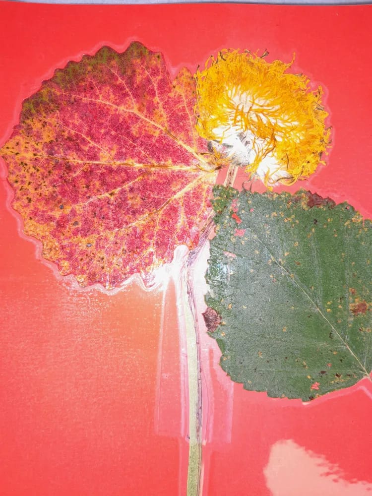 Ma 2.10. Luontoteema. Keräsimme syksyisiä luonnon lehtiä. Laitoimme lehdet kuivumaan keskiviikon korttiaskartelua varten.