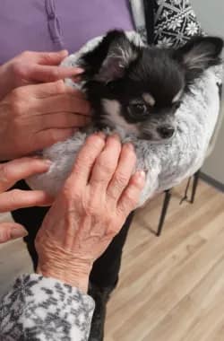 Hoivakoti niva koira