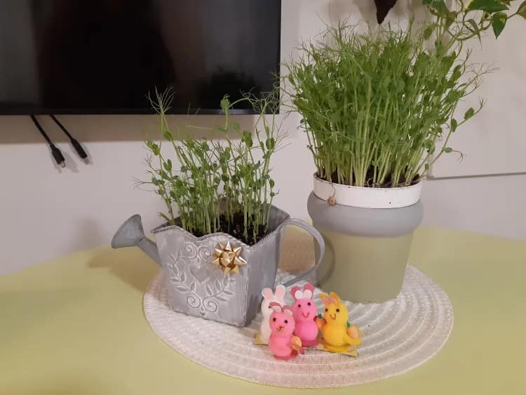 hoivakoti kontiolan pääsiäisruoho