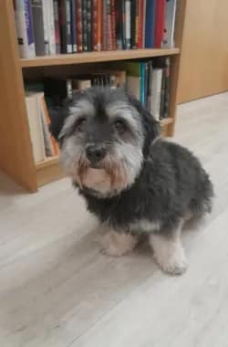 Yöhoitajien vahtikoira